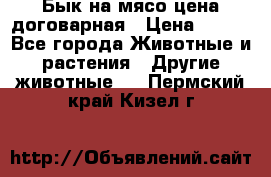 Бык на мясо цена договарная › Цена ­ 300 - Все города Животные и растения » Другие животные   . Пермский край,Кизел г.